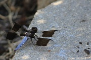 31st Jul 2012 - Common Whitetail (male)