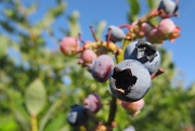 7th Aug 2012 - Blueberries