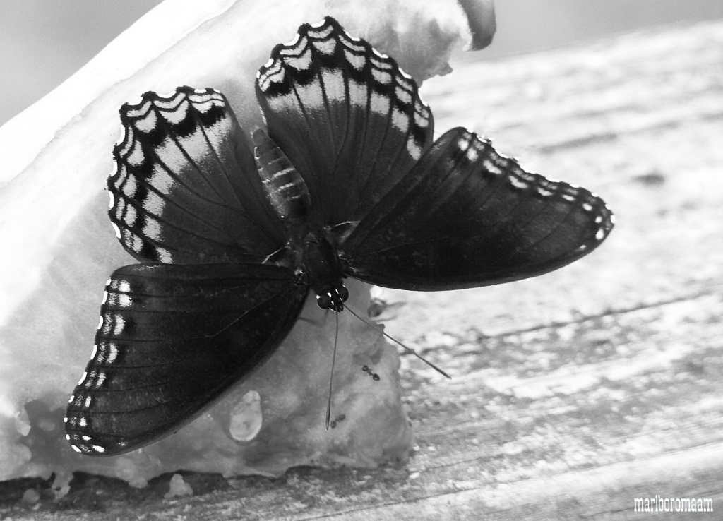 Butterfly in black and white... by marlboromaam