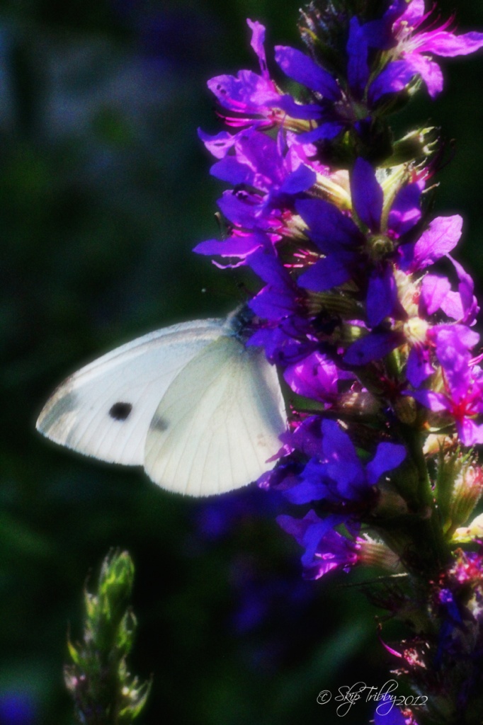 Cabbage Butterfly by skipt07