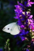 7th Aug 2012 - Cabbage Butterfly