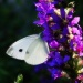 Cabbage Butterfly by skipt07
