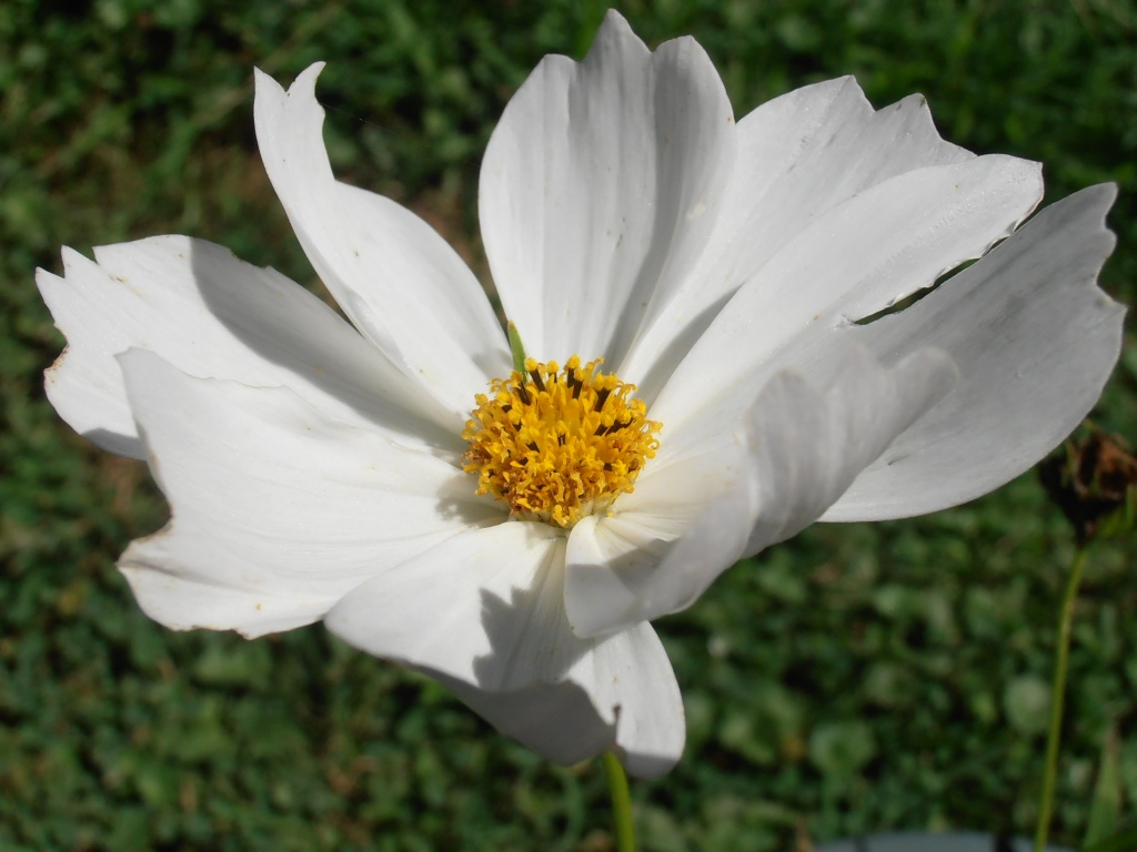 Cosmos Flower by julie