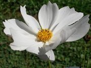 7th Aug 2012 - Cosmos Flower