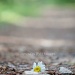 daisy... by earthbeone
