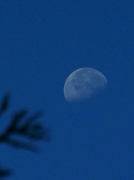 7th Aug 2012 - velvet moon