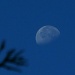 velvet moon by summerfield