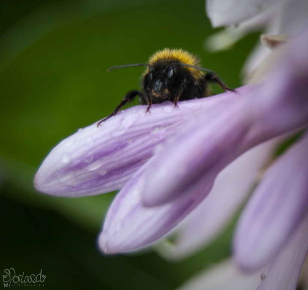 The Bumbelbee by ragnhildmorland