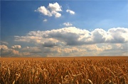 8th Aug 2012 - Fields of Gold
