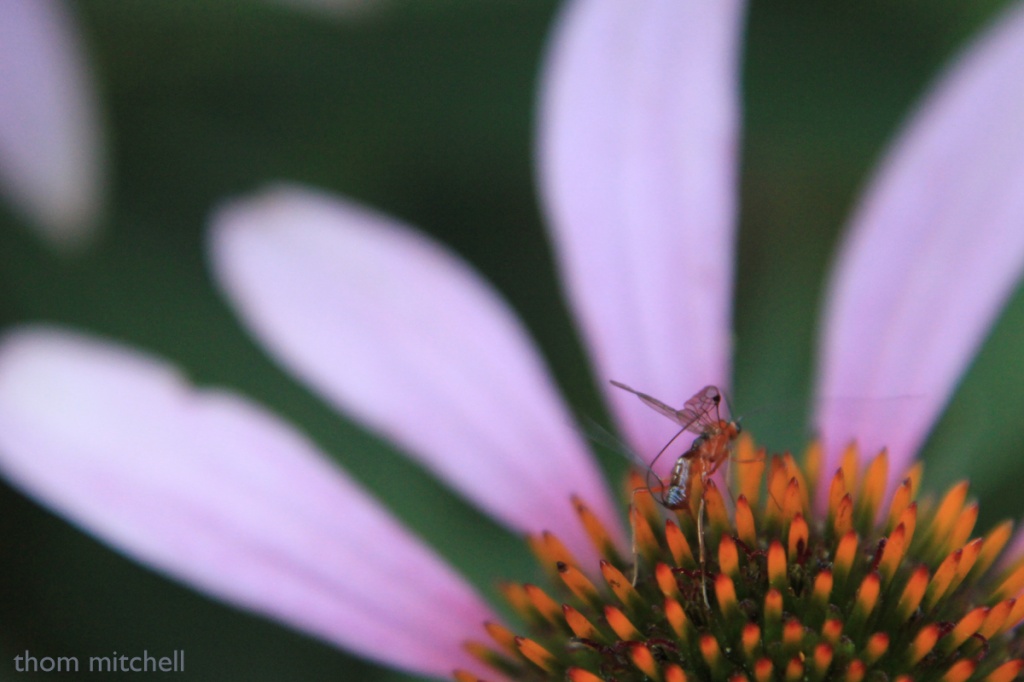 Two-fer: Female “Macrocentrid” on cone flower by rhoing
