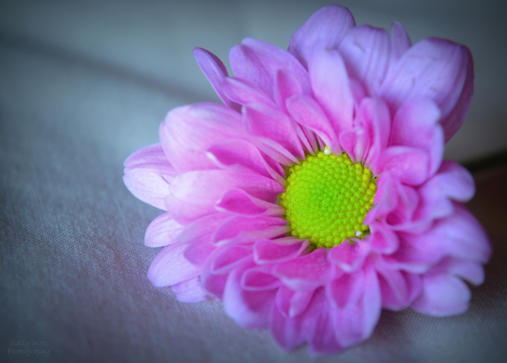 Pink Flower by salza