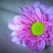 Pink Flower by salza