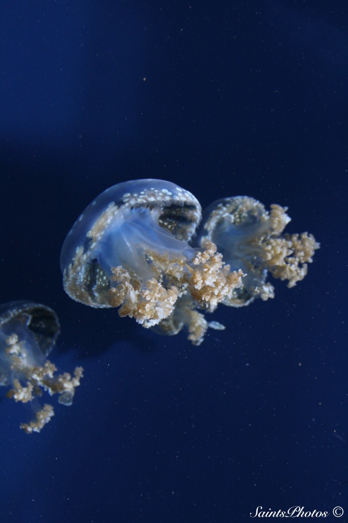 Jellyfish by stcyr1up