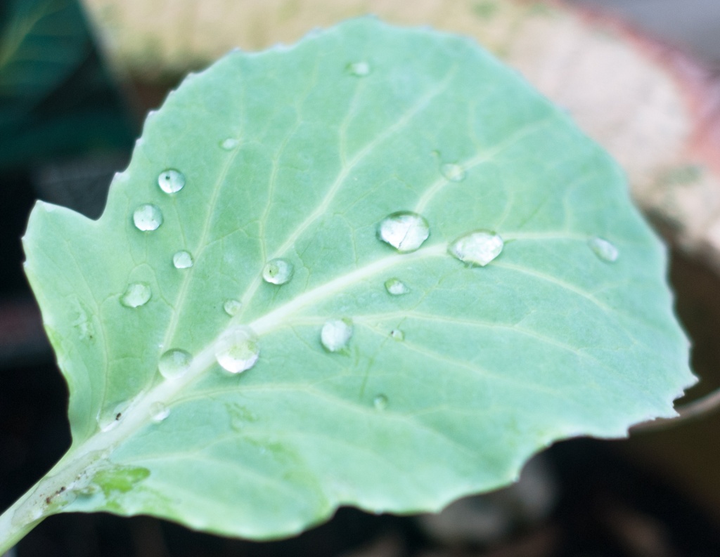 Cabbage leaf drops by manek43509