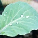 Cabbage leaf drops by manek43509