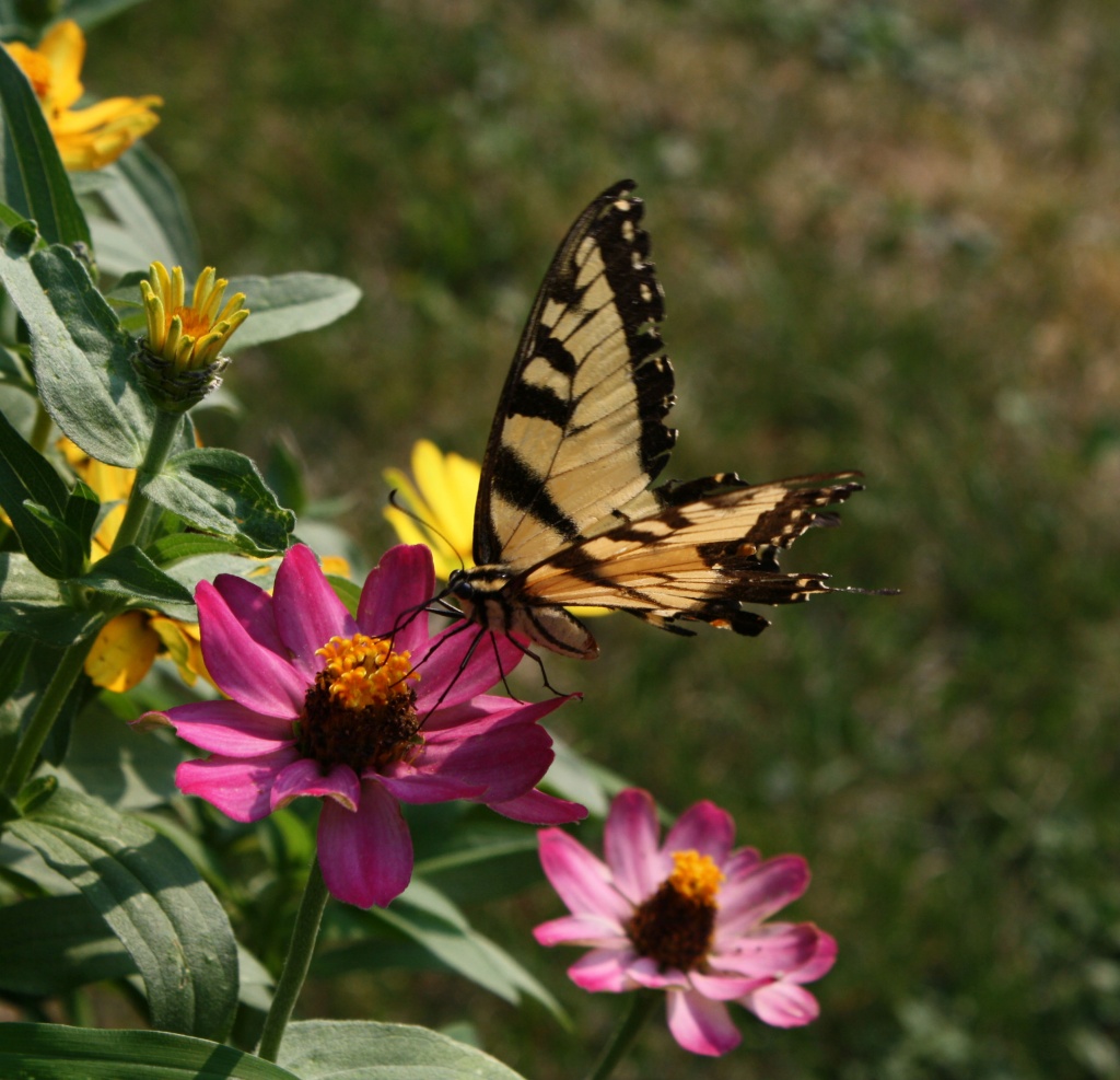 Butterfly enjoying a flower by mittens