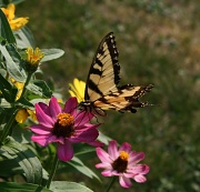 8th Aug 2012 - Butterfly enjoying a flower