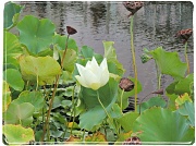 9th Aug 2012 - Lily Pond