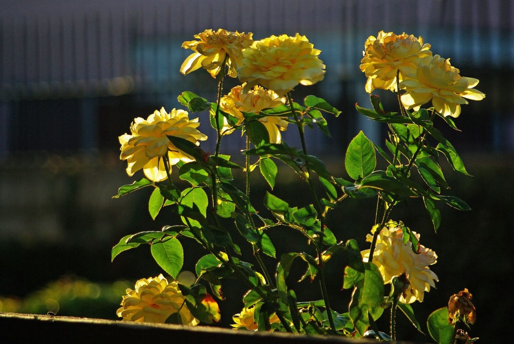 (Day 177) - Roses at Dusk by cjphoto