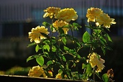 8th Aug 2012 - (Day 177) - Roses at Dusk
