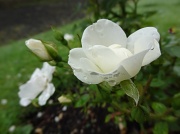 9th Aug 2012 - Rose: Heavy Morning Dew