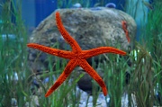 26th Jul 2012 - Starfish