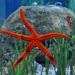 Starfish by philbacon