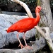 Scarlet Ibis by philbacon