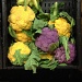 Coloured Cauliflower. by kjarn