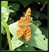 9th Aug 2012 - Unknown butterfly