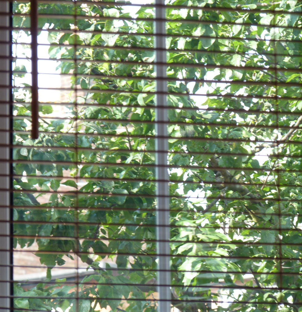 Greengage tree through the blinds by lellie