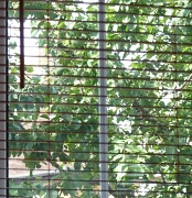 8th Aug 2012 - Greengage tree through the blinds
