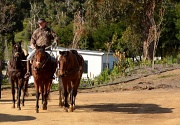9th Aug 2012 - Horse Riding Again