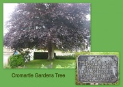 9th Aug 2012 - Coronation Tree