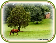 7th Aug 2012 - Green Pastures
