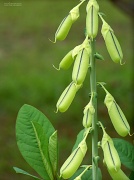 11th Aug 2012 - Showy rattlebox seed pods...