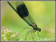 9th Aug 2012 - Another damselfly