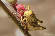 9th Aug 2012 - Grasshopper