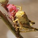Grasshopper by lynne5477