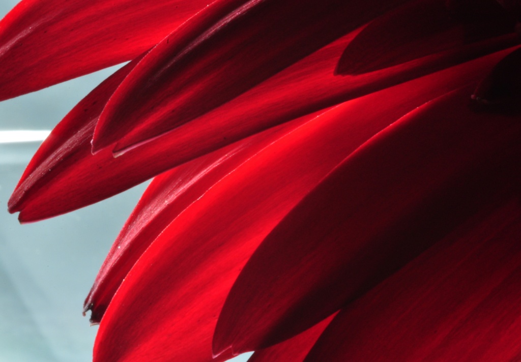 Red petals by jayberg