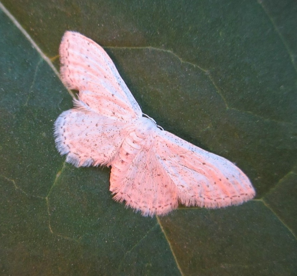 Mali leptir by vesna0210
