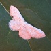 Mali leptir by vesna0210