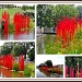 Red Reeds by allie912