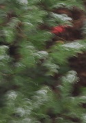 9th Aug 2012 - Slow shutter speed + unsteady hands = abstract shot
