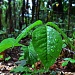 Poison Ivy - Camera Settings Challenge #10 by myhrhelper