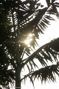 8th Aug 2012 - Sparkling palm