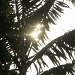 Sparkling palm by danette