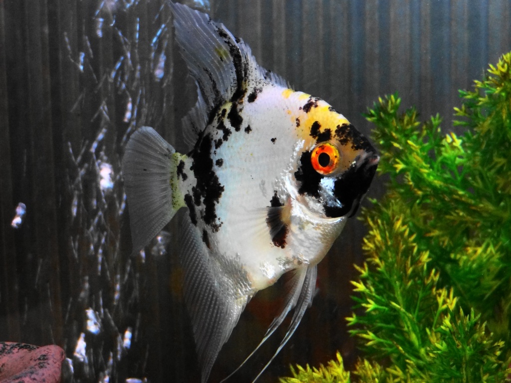 Angel fish: Posing. by darrenboyj
