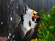 10th Aug 2012 - Angel fish: Posing.