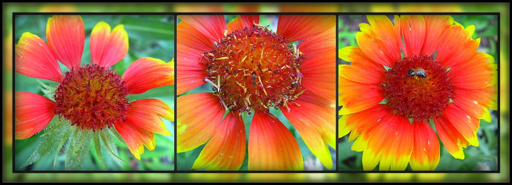 Summer Flower Collage by olivetreeann